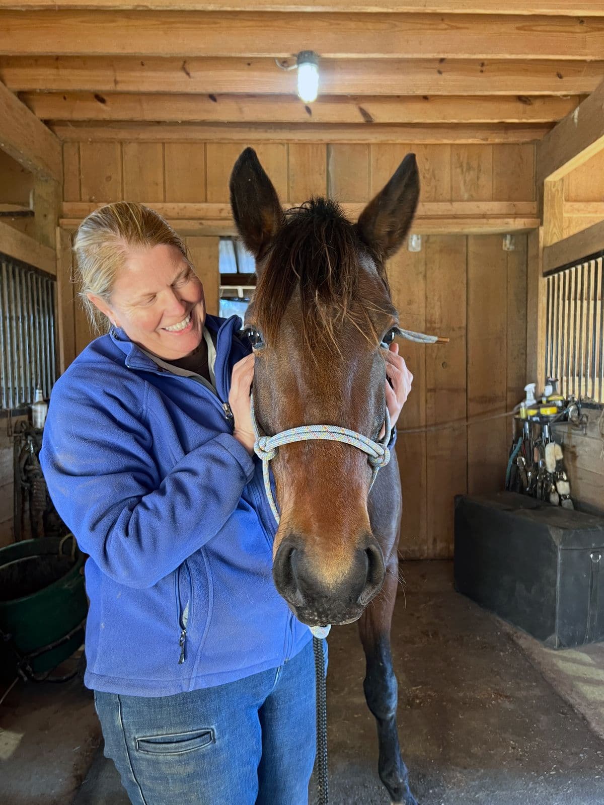 Equine Veterinary Care
