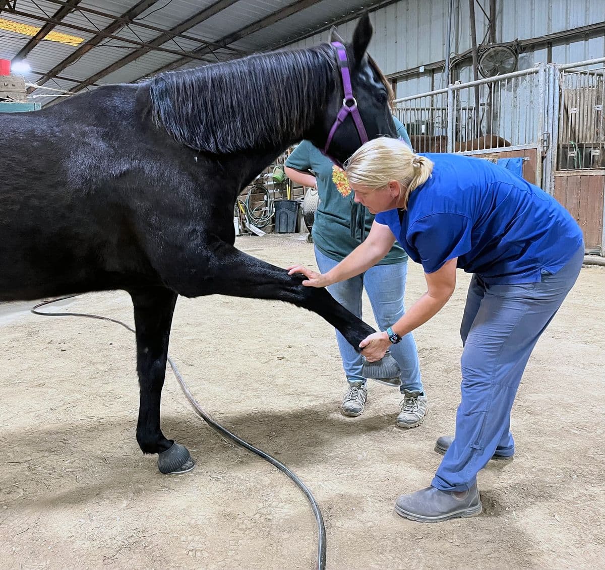 Equine Chiropractic