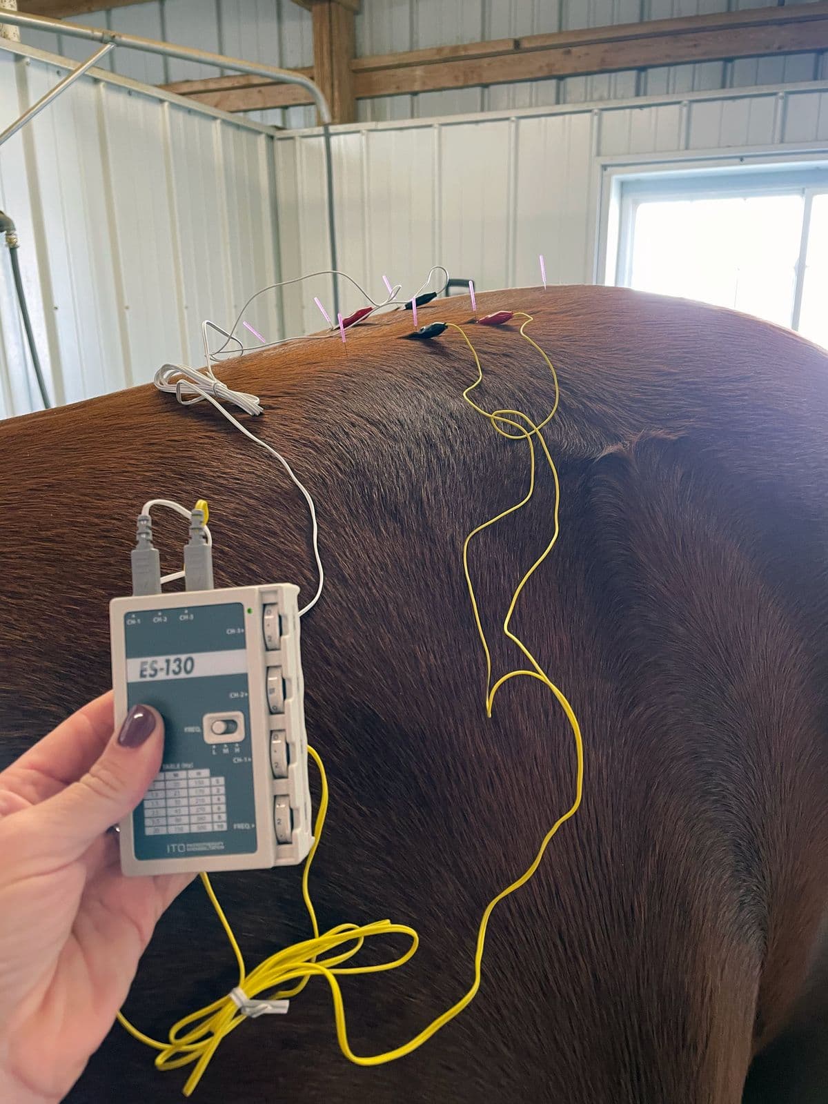 Horse receiving electrostimulation acupuncture