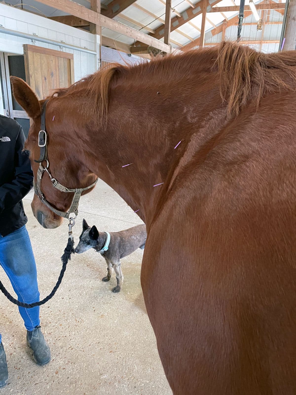Equine Acupuncture